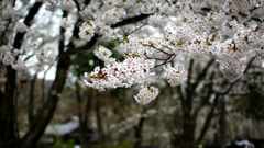 DSC00696