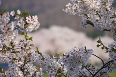 DSC01684