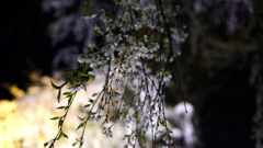 DSC00968