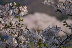 DSC01685