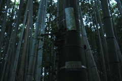 人工竹