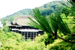 清水の新緑