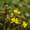 ツワブキの花