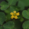 カタバミ