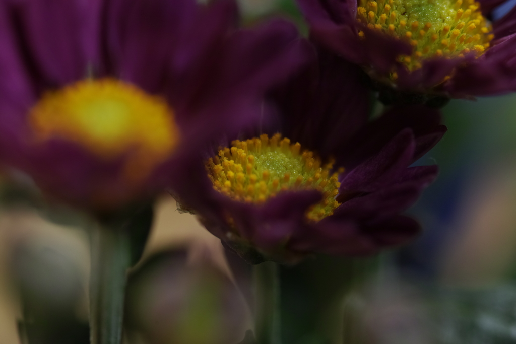 花瓶の小菊