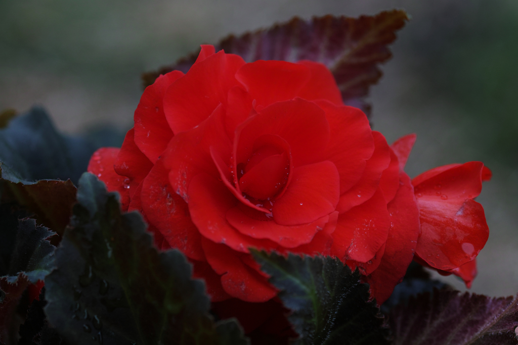 フォーチュンベゴニア赤