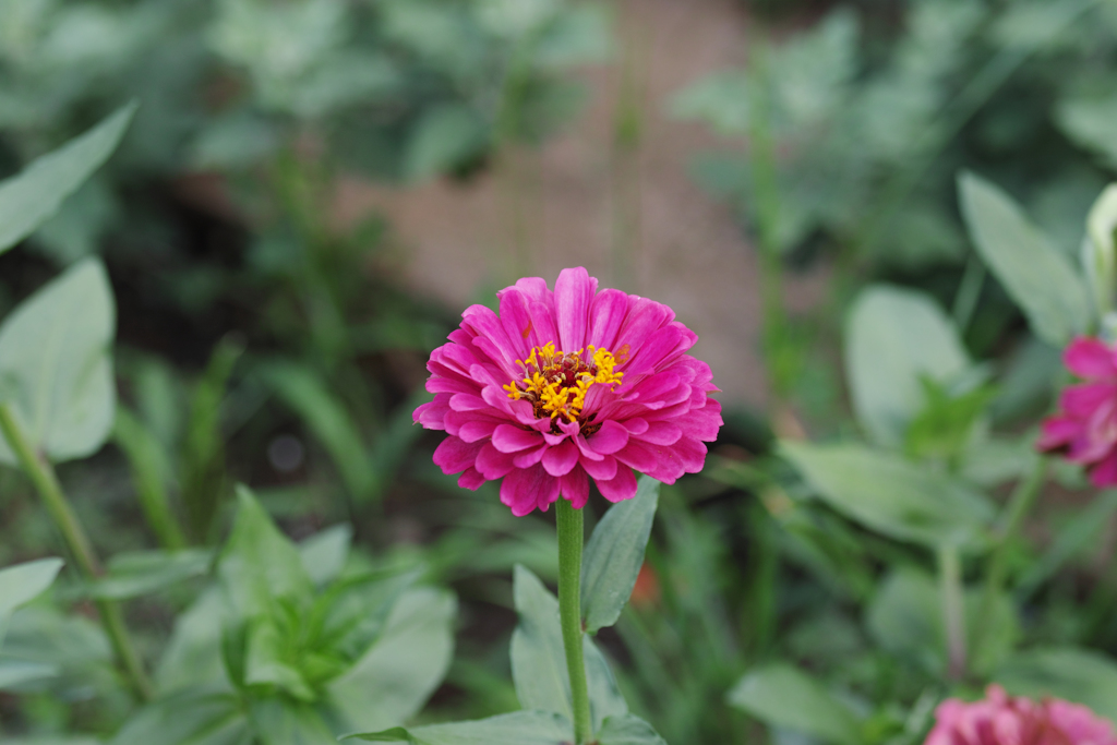 シンプルにヒャクニチソウを