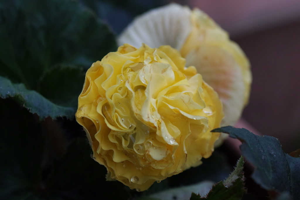 黄色のフォーチュンベゴニア