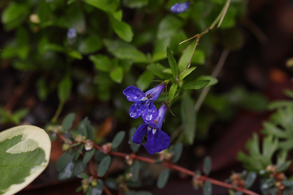 季節違いのロベリア