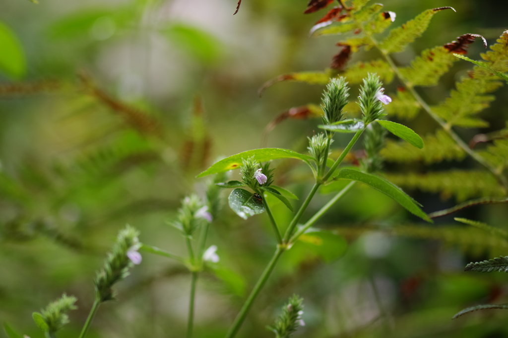 キツネノマゴとテントウムシ