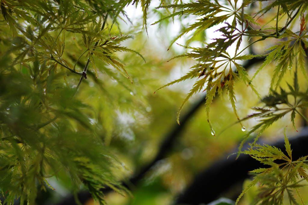 紅葉には遠く、今日も雨