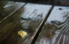 雨に濡れ