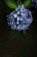 あじさい「花束」