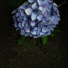 あじさい「花束」
