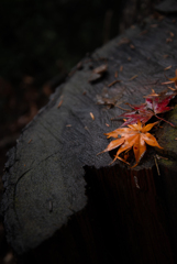 切り株に紅葉