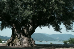 樹齢1000年オリーブ