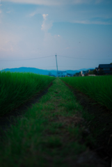 田んぼ道