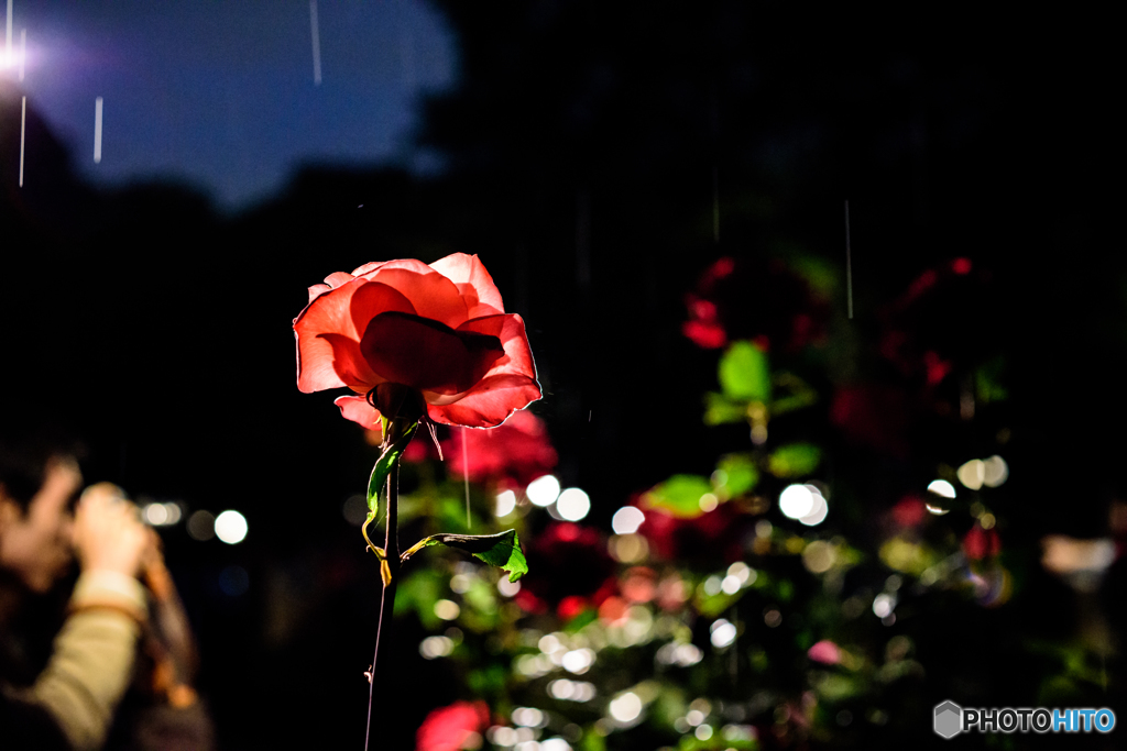 夜薔薇