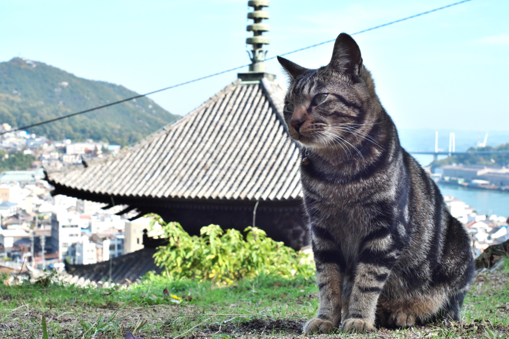 猫と天寧寺三重塔