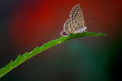 孤高の蝶