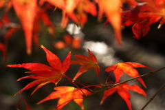 最後の紅葉