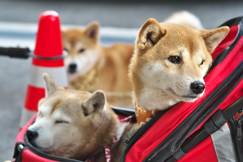 ごうたろう柴犬衆