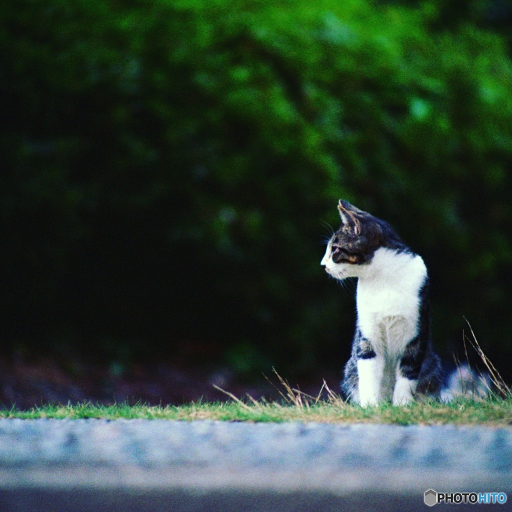 ねこ