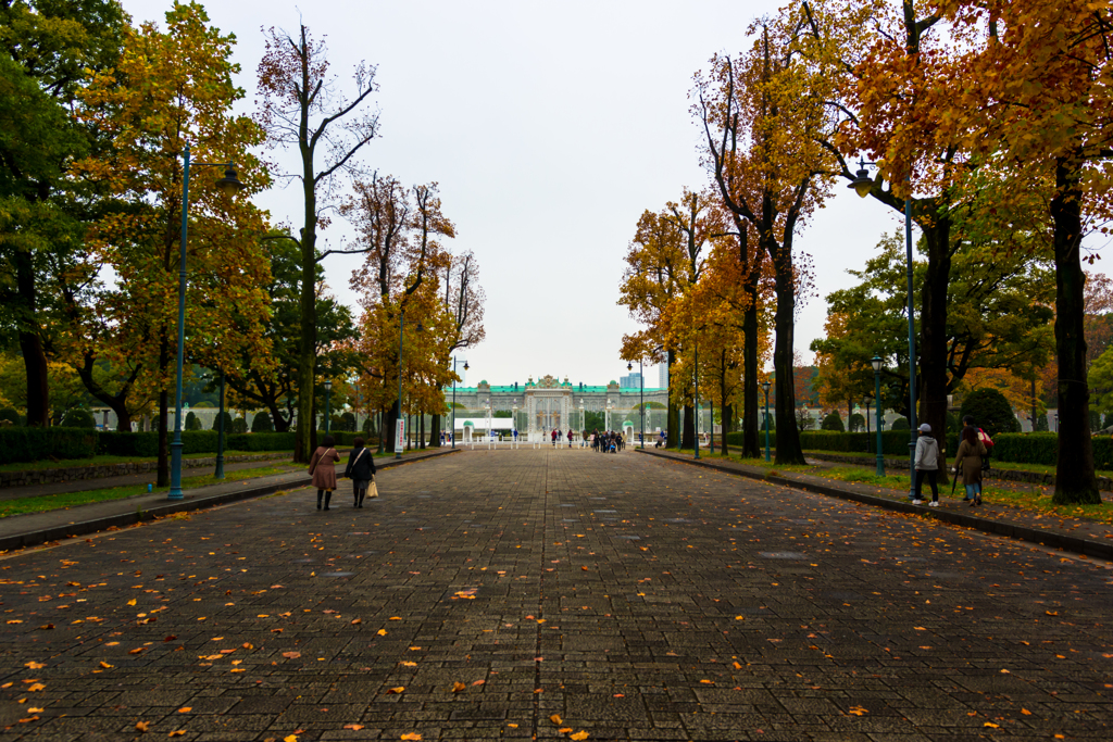 迎賓館前 三角公園の並木