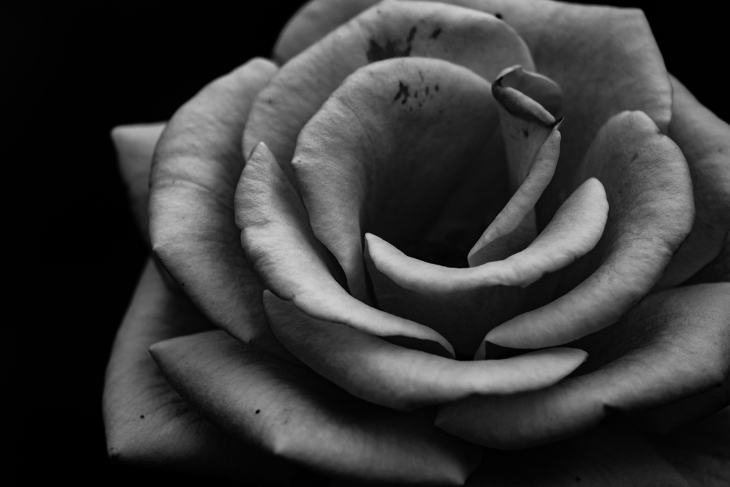 The Rose