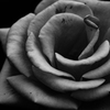 The Rose