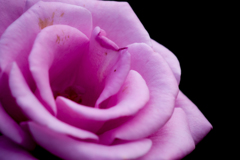 旧古河庭園の薔薇～紫～