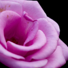 旧古河庭園の薔薇～紫～