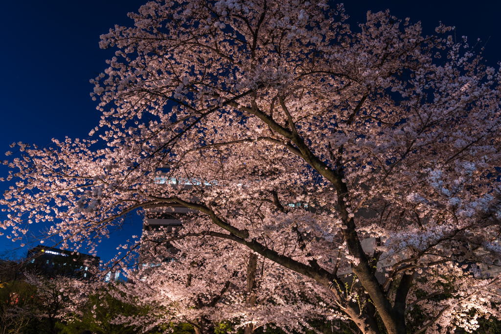 都会の桜