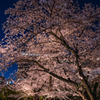 都会の桜