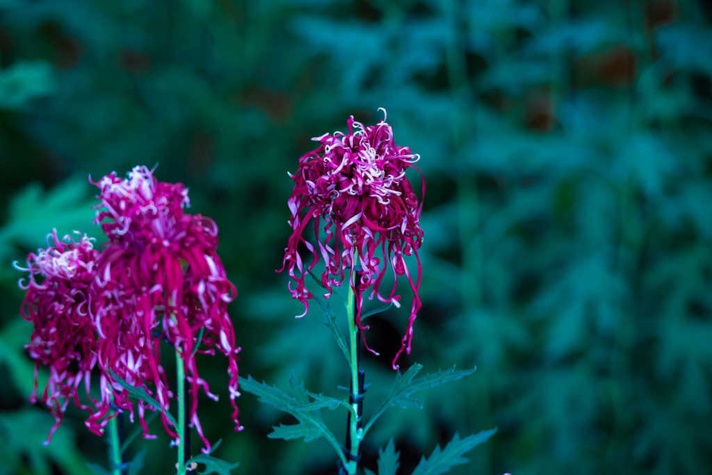 紫の菊