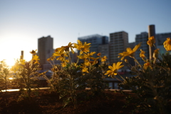 隅田川沿いに咲く花