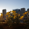 隅田川沿いに咲く花