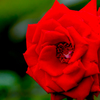 旧古河庭園の薔薇～赤～