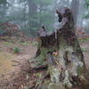 高尾山にて 朽ちた切株