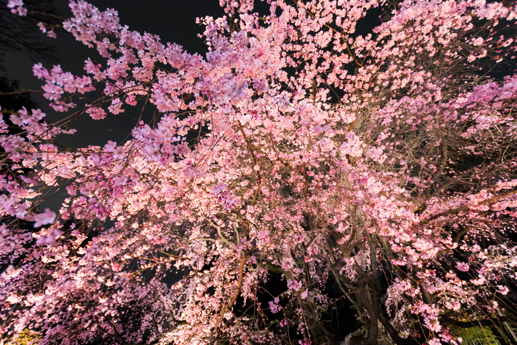 桜降り注ぐ夜