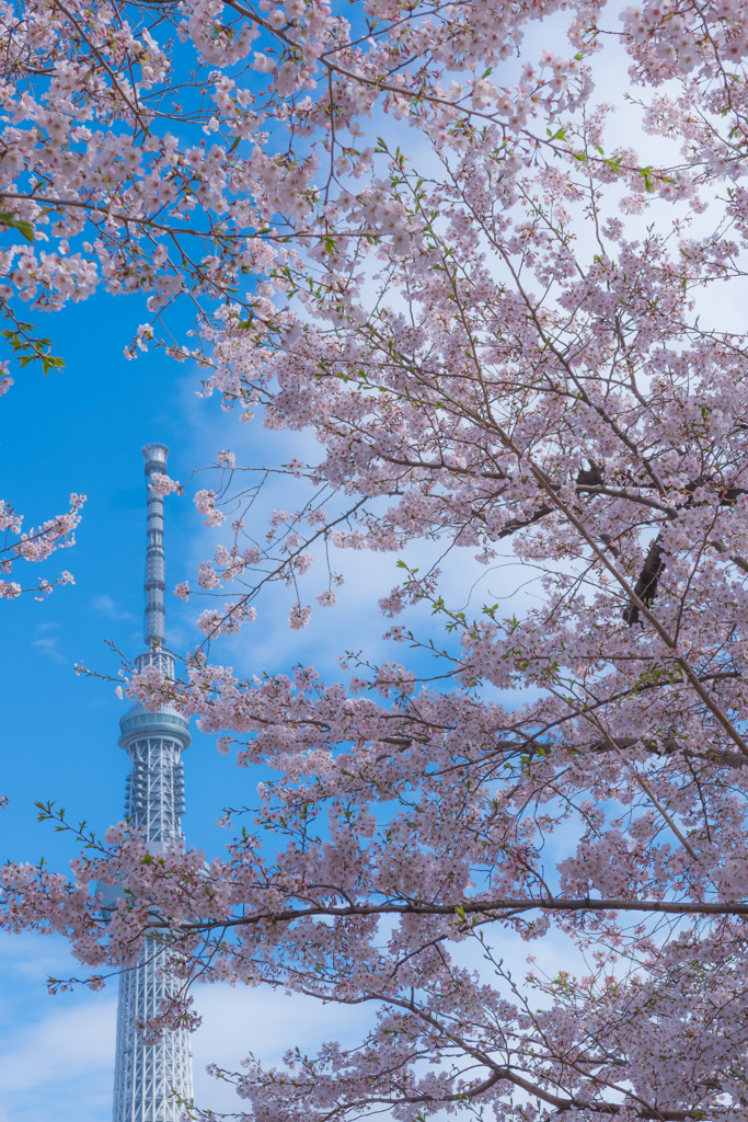 下町の桜