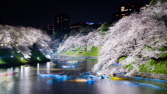 桜下の航路は花弁の如く