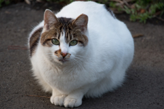 小田原城下のねこさん