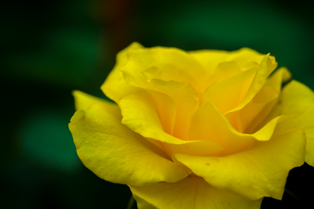 旧古河庭園の薔薇～黄～