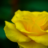 旧古河庭園の薔薇～黄～
