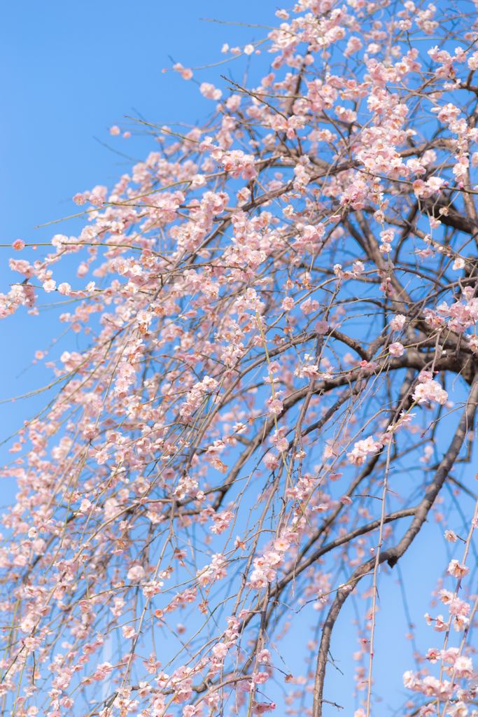 花は昔の香りのままで