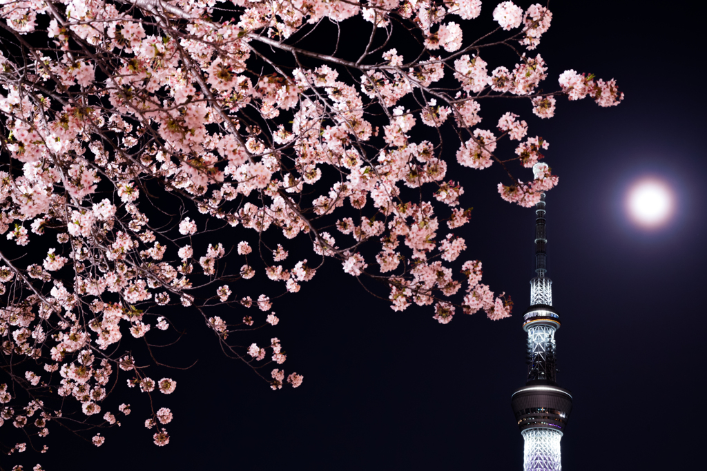 春酒すすむ墨田の桜