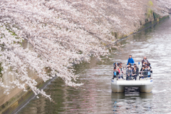 川の上からお花見日和