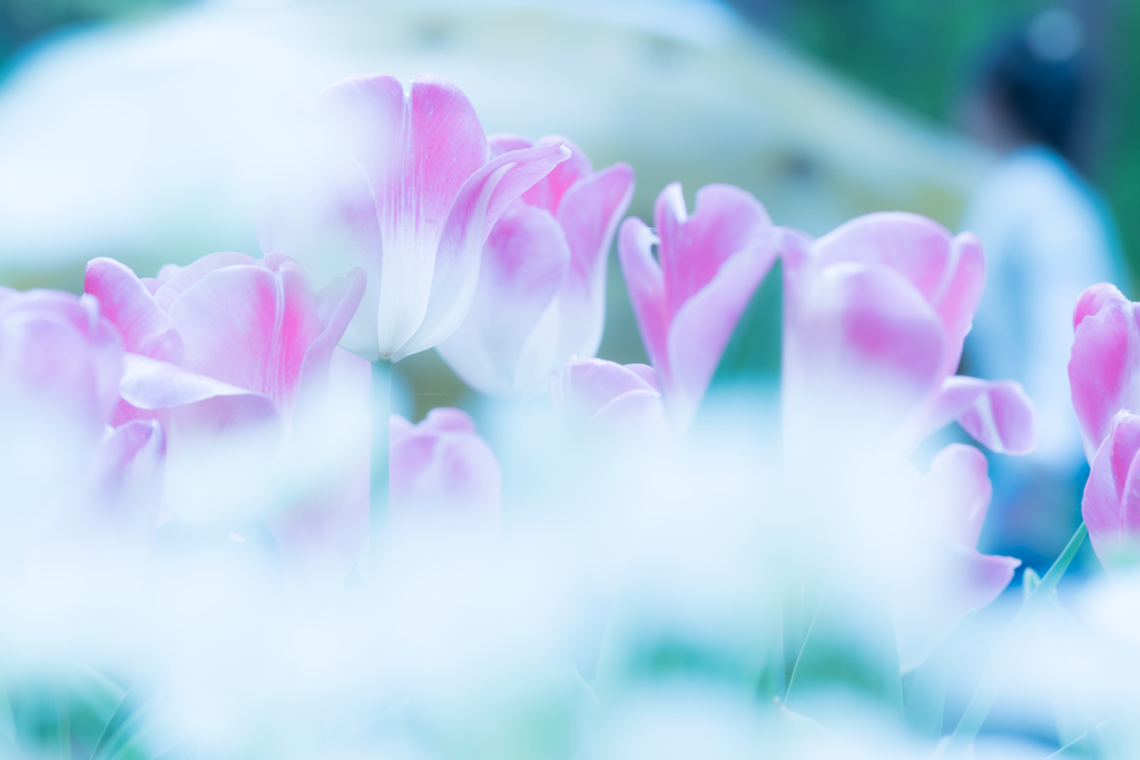 麗しきは春の花