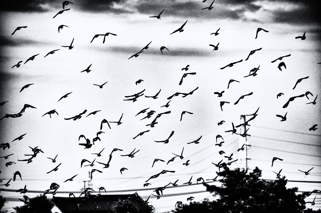 DSC_1665-1s1